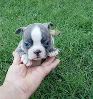 AKC Daisy, a female Boston Terrier for sale in Hidden Valley Lake, CA – 4 of 5