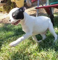 AKC Duke, a male Boston Terrier for sale in Hidden Valley Lake, CA – 5 of 5