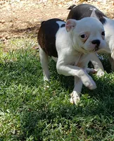 AKC Rosie, a female Boston Terrier for sale in Hidden Valley Lake, CA – 3 of 6