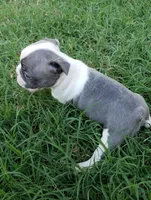 AKC Penny, a female Boston Terrier for sale in Hidden Valley Lake, CA – 5 of 6