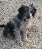 Blue, a male Aussiedoodle and Miniature Aussiedoodle for sale in Hidden Valley Lake, CA – 3 of 5