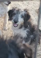 Blue, a male Aussiedoodle and Miniature Aussiedoodle for sale in Hidden Valley Lake, CA – 2 of 5