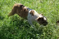 AKC Leo, a male Boston Terrier for sale in Hidden Valley Lake, CA – 5 of 5