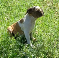 AKC Leo, a male Boston Terrier for sale in Hidden Valley Lake, CA – 3 of 5
