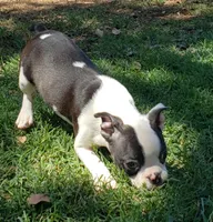 AKC Tucker, a male Boston Terrier for sale in Hidden Valley Lake, CA – 5 of 5