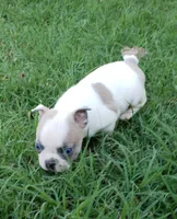 AKC Hazel, a female Boston Terrier for sale in Hidden Valley Lake, CA – 5 of 5