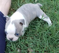 AKC Louie, a male Boston Terrier for sale in Hidden Valley Lake, CA – 1 of 6