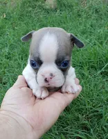 AKC Oliver, a male Boston Terrier for sale in Hidden Valley Lake, CA – 2 of 5
