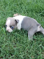 AKC Oliver, a male Boston Terrier for sale in Hidden Valley Lake, CA – 5 of 5