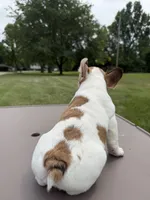 Merle Pied Female, a female French Bulldog for sale in Hamilton, OH – 4 of 4