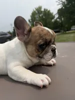 Merle Pied Female, a female French Bulldog for sale in Hamilton, OH – 2 of 4