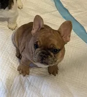 Fawn Merle Female , a female French Bulldog for sale in Hamilton, OH – 2 of 3