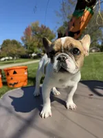 Merle Pied Female, a female French Bulldog for sale in Hamilton, OH – 6 of 6