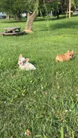 Fawn Merle Female , a female French Bulldog for sale in Hamilton, OH – 3 of 3