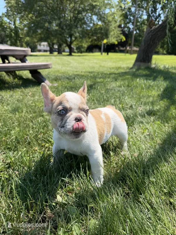 Puppy – French Bulldog puppy for sale in Hamilton, OH