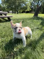 Puppy, a female French Bulldog for sale in Hamilton, OH – 1 of 3