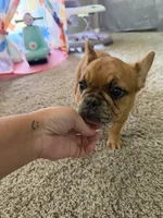 Fawn Merle Female , a female French Bulldog for sale in Hamilton, OH – 3 of 3