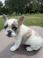Lilac Pied Merle Female, a female French Bulldog for sale in Hamilton, OH – 3 of 4