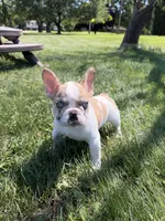 Puppy, a female French Bulldog for sale in Hamilton, OH – 3 of 3