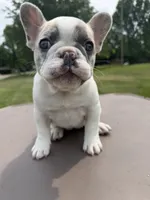 Lilac Pied Merle Female, a female French Bulldog for sale in Hamilton, OH – 4 of 4