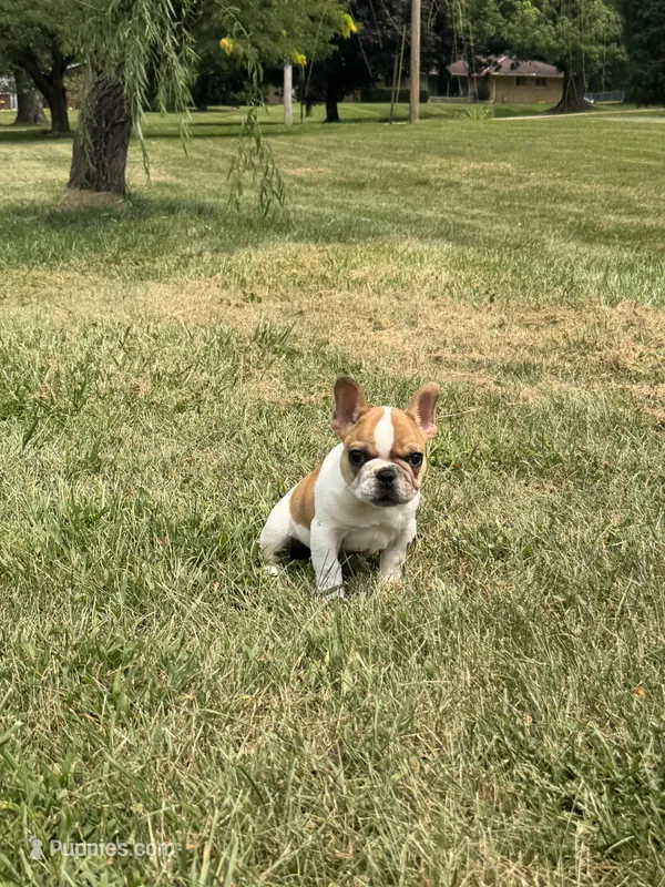 Pied Male – French Bulldog puppy for sale in Hamilton, OH