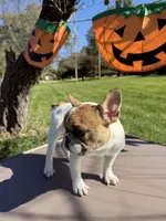 Merle Pied Female, a female French Bulldog for sale in Hamilton, OH – 5 of 6