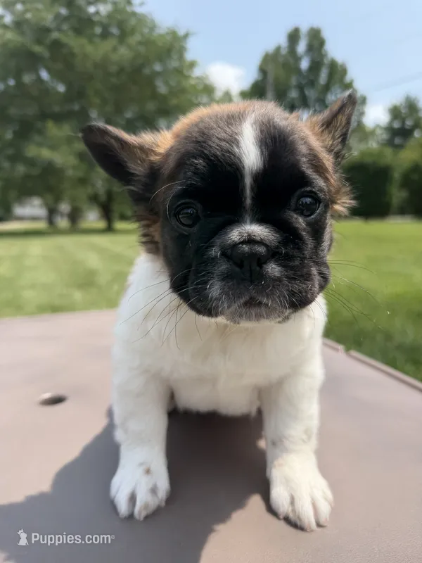 Fluffy Pied Female – French Bulldog puppy for sale in Hamilton, OH