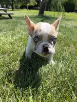Puppy, a female French Bulldog for sale in Hamilton, OH – 2 of 3
