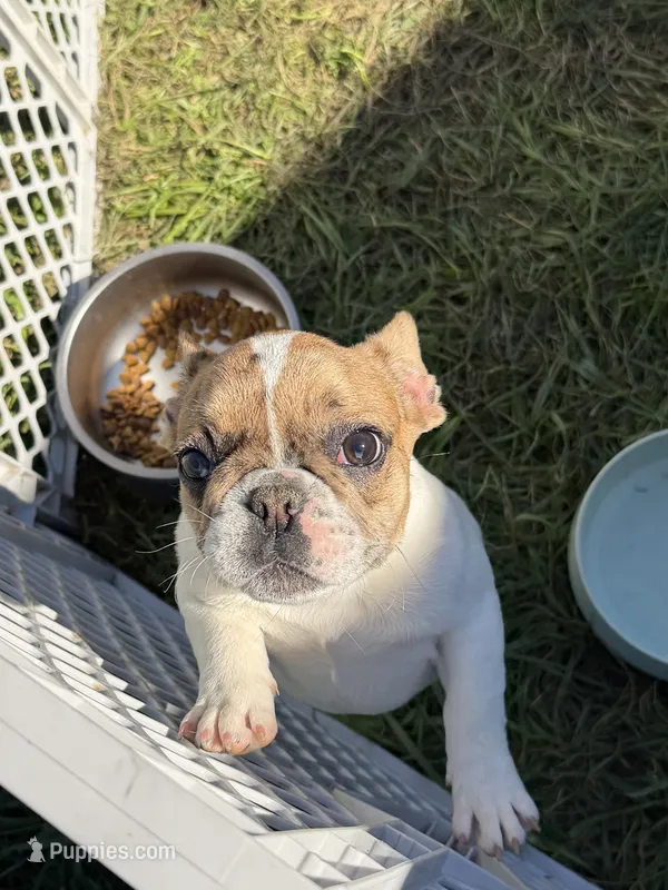 Merle Pied Female – French Bulldog puppy for sale in Hamilton, OH