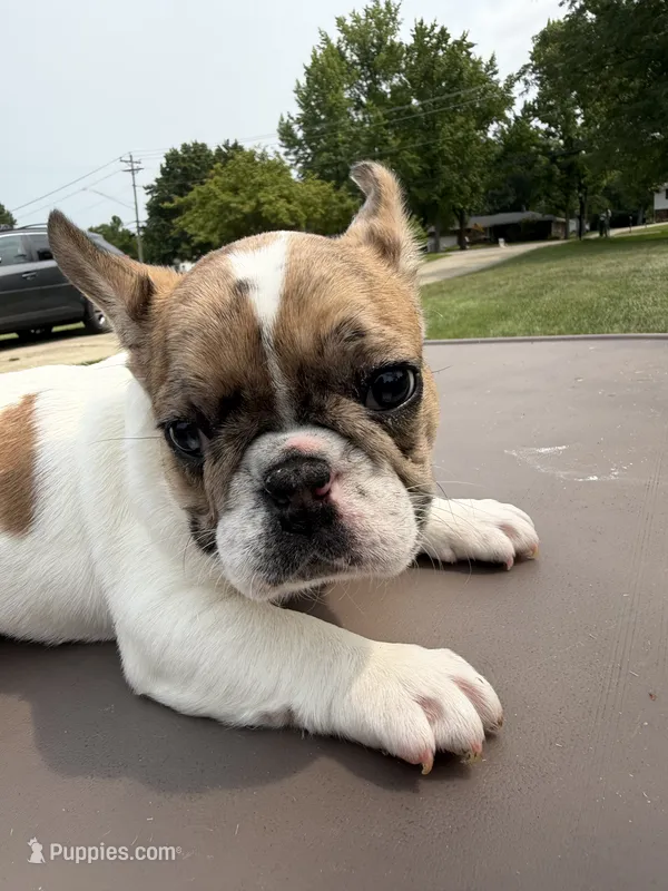 Merle Pied Female – French Bulldog puppy for sale in Hamilton, OH