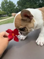 Pied Male, a male French Bulldog for sale in Hamilton, OH – 2 of 5
