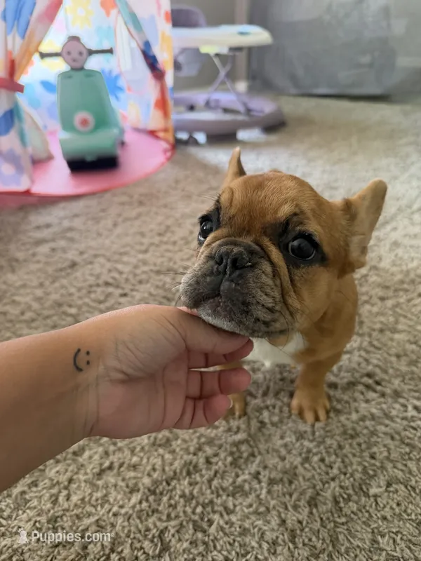 Fawn Merle Female  – French Bulldog puppy for sale in Hamilton, OH