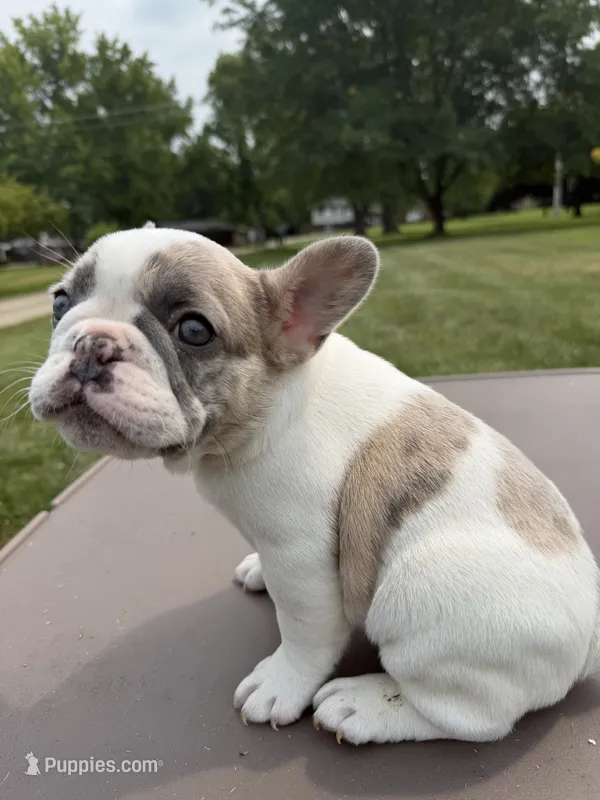 Lilac Pied Merle Female – French Bulldog puppy for sale in Hamilton, OH