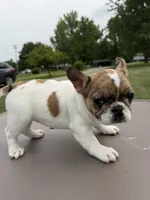 Merle Pied Female, a female French Bulldog for sale in Hamilton, OH – 3 of 4