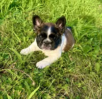 Fluffy Pied Female, a female French Bulldog for sale in Hamilton, OH – 2 of 2