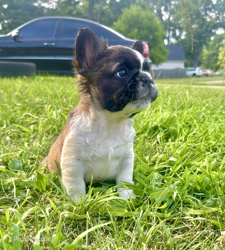 Fluffy Pied Female – French Bulldog puppy for sale in Hamilton, OH