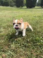 Pied Male, a male French Bulldog for sale in Hamilton, OH – 5 of 5