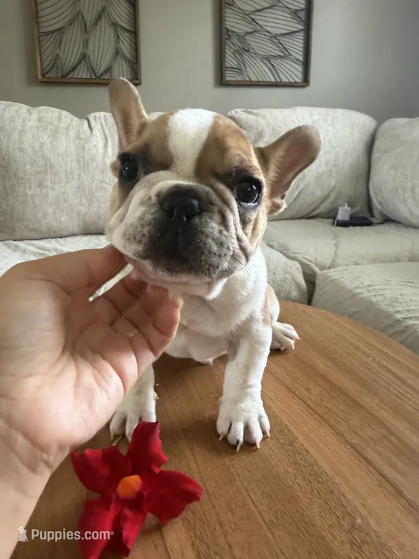 Pied Male – French Bulldog puppy for sale in Hamilton, OH