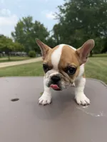Pied Male, a male French Bulldog for sale in Hamilton, OH – 4 of 5