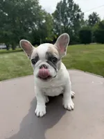 Lilac Pied Merle Female, a female French Bulldog for sale in Hamilton, OH – 2 of 4