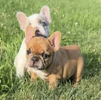 Fawn Merle Female , a female French Bulldog for sale in Hamilton, OH – 1 of 3