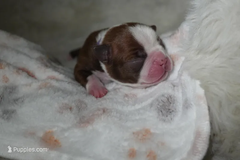 Frankie – Boston Terrier puppy for sale in Rosemont, CA