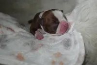 Frankie, a female Boston Terrier for sale in Rosemont, CA – Photo 1 of 4