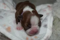 Frankie, a female Boston Terrier for sale in Rosemont, CA – Photo 3 of 4