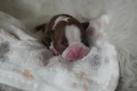 Frankie, a female Boston Terrier for sale in Rosemont, CA – Photo 2 of 4