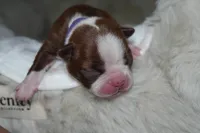 Frankie, a female Boston Terrier for sale in Rosemont, CA – Photo 4 of 4