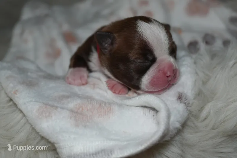 Stormi, a female Boston Terrier for sale in Rosemont, CA – Photo 1 of 4