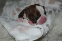 Stormi, a female Boston Terrier for sale in Rosemont, CA – Photo 2 of 3