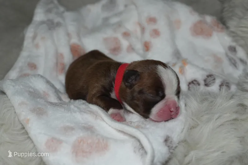 Stormi – Boston Terrier puppy for sale in Rosemont, CA