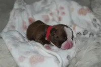 Stormi, a female Boston Terrier for sale in Rosemont, CA – Photo 1 of 3